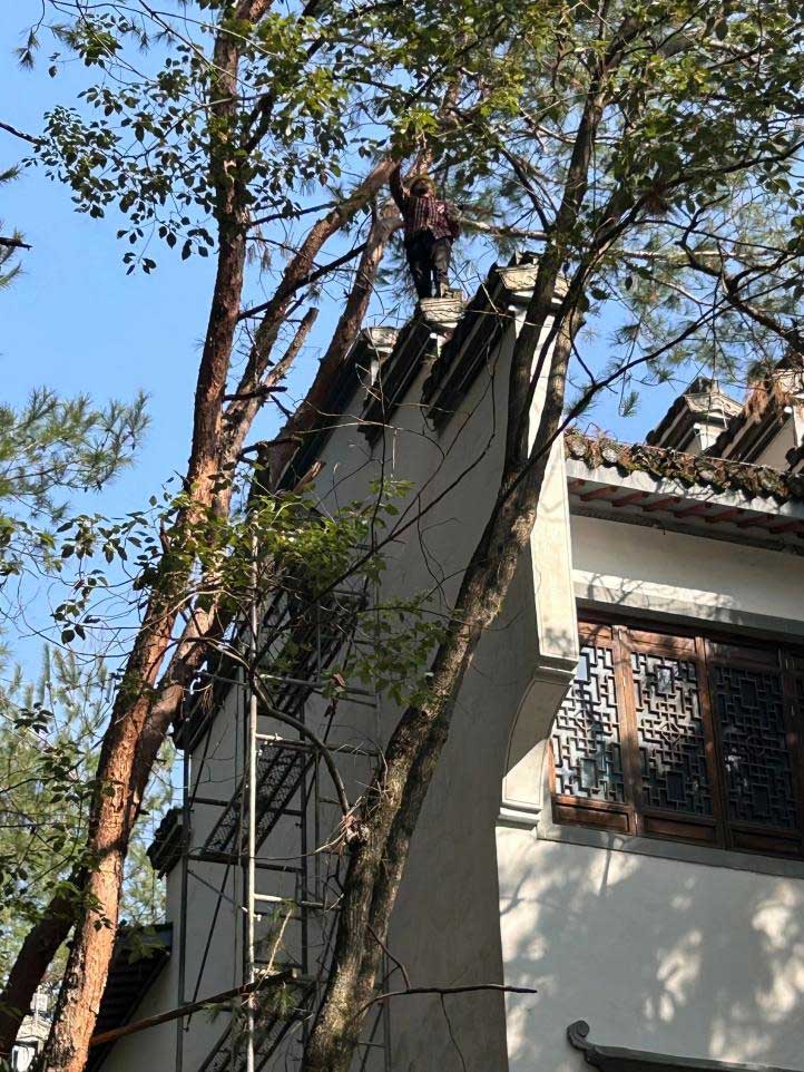排除隱患，國資公司砍樹解民憂